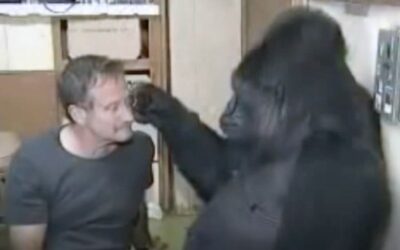 Een terugblik naar Robin Williams in contact met Koko de gorilla